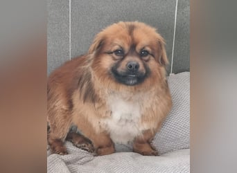 Moritz - sucht seine Familie!