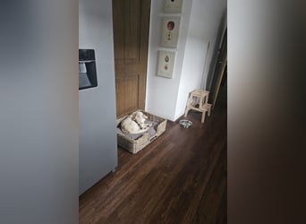 Miranda - Familie fürs Leben gesucht (82041 Deisenhofen)