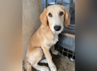 Gipsy, geb. ca. 04/2025, lebt in GRIECHENLAND, im städt. Tierheim Serres