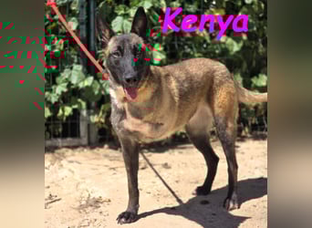 Kenya 10/2024 (ESP) - lebensfrohe und liebevolle, wunderschöne Malinois Junghündin!