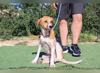 Arnie, Mix Labrador / Podengo