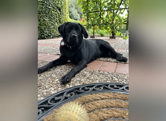 Reinrassige Labrador Welpen in foxred und schwarz