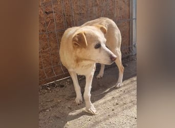 ⭐️AIDA⭐️, Hündin, 9 Jahre, 36 cm, Mischling, Tierschutz