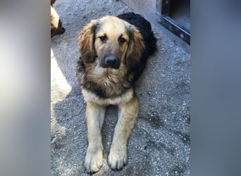 Julio ❤️ sozialer Jungrüde sucht dich!