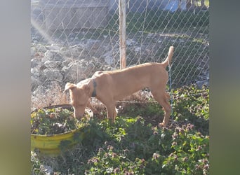 Pharaonenhund Feras