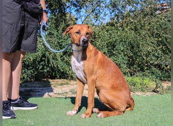 Arthur, Mix Labrador / Podengo
