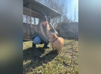 Ginger will Zuhause ankommen