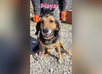 Maya, 07/20 - Traumhündin sucht Zuhause