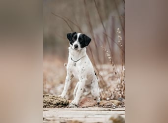 Aktives Zuhause für Henry gesucht