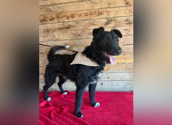 Janko, Schnauzer-Mix, Rüde, geb. am 17.07.2023, 43 cm, 15 kg