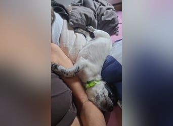 Mia wünscht sich ein Zuhause