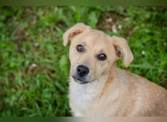 Welpe LINUS - der kleine Racker sucht ein liebevolles Für-Immer Zuhause