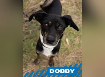 Dobby - männlich, kastriert - geboren 2021