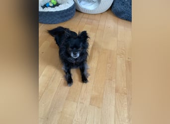 Tylor, menschenbezogen und katzenfreundlich