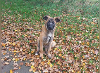 Mischlings Junghündin "Lina" sucht ein Zuhause