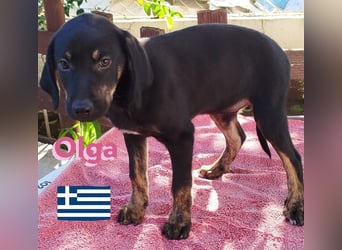 Olga, 01/25 - süßes Schlappöhrchen sucht Familie,bereits auf PS in 40723 Hilden