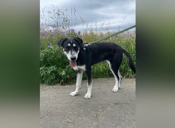 Raio sucht seinen Hof