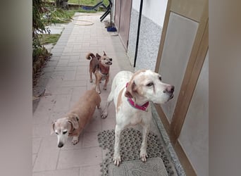 Asia - liebe, menschenbezogene Hundeomi