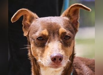 Caju, Mix Pinscher / Chihuahua, lieb und sozial