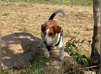 Rocco anhänglicher kleiner Rüde sucht neues Zuhause