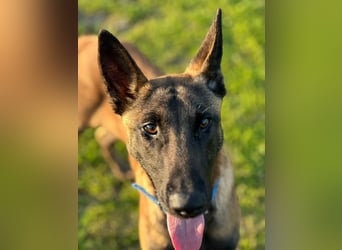 Salva, perfekter Malinois der einfach nur gefallen will
