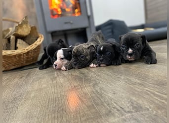 Old Englische Bulldogge Welpe