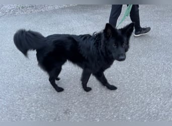 Bodhi - Neues Jahr, neues Glück? (67489 Kirrweiler)