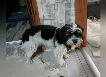 RESERVIERT!!!! Verspielte CARINA (Bichon-Havaneser-Mix) sucht ihr Für-immer-Zuhause!