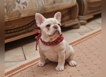 Französische Bulldogge TOP Qualität Platinum Lilac/Tan