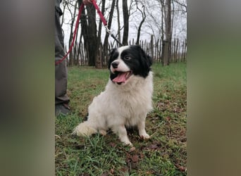 Forrest, geb. 01.02.2023, 38 cm, wartet auf ein tolles Hundeleben