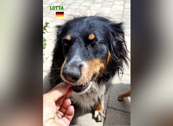 !!!NOTFALL!!!Lotta,geb.06/21,hübsche Appenzeller Dame sucht ein neues zu Hause