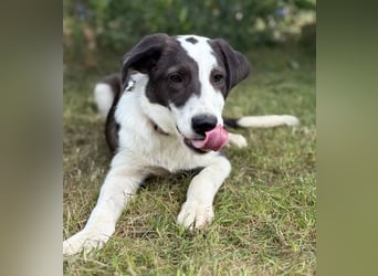 HARRY - Lebhafter Border Collie Mix sucht aktive Familie