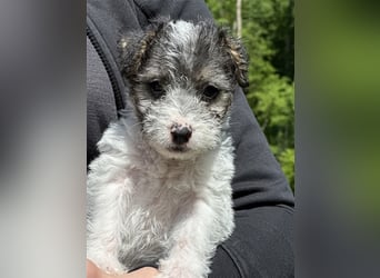 Wunderschöne Parson Jack-Russell Terrier Welpen, aus liebevoll. Hausaufzucht