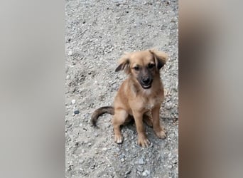 CHERIE - Zuckersüßes Mädchen sucht ihre Menschen