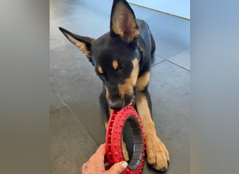 Yassi (Spanien) - wunderschöne Schäferhund-Mischlingshündin