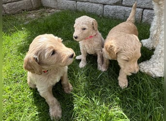 Goldendoodle F1b Welpen F1bb -apricot hell dunkel