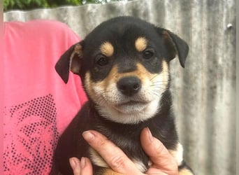 Welpe Kaju: neu im Tierheim