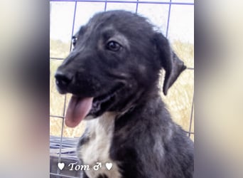 Teddy und seine Geschwister suchen ab September ein Zuhause