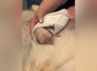Golden Retriever Welpen