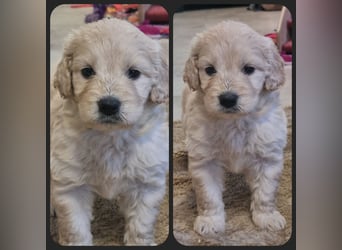 GOLDENDOODLE Traum ! Bezaubernde Welpen aus langjähriger+überprüfter Familienaufzucht.