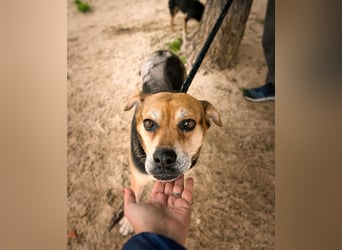 Malika, Schäferhund-Mix, lieb und sozial