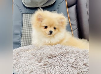 Zwergspitz Pomeranian Weibchen 5Monate jung