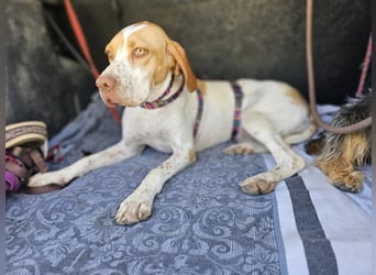 DUNA ❤️ liebevolle Pointer Mix Dame, Pflegefamilie Immenhausen