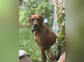 8 Labrador Retriever Rhodesian Ridgeback Welpen in Sonderfarbe seal
