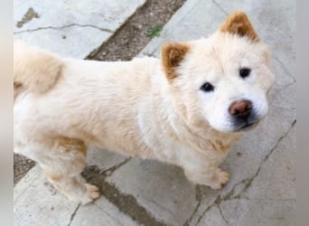 Chow-Chow Mädchen *Natascha* sucht das richtige Zuhause