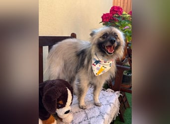 Stitch SR – kleiner Überlebenskämpfer sucht sein Happy End
