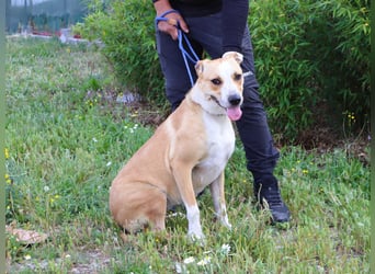 Goma, Labrador-Mix, lieb und sozial