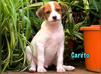 Careto 02/2025 (ESP) - verspielter, kleiner Podenco-Bodeguero Mix Welpe!