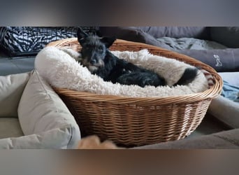 Süsse Phoebe sucht ihr Für-Immer-Zuhause!