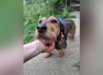 Zizi, kleine Dackel Dame möchte um die Wette flitzen